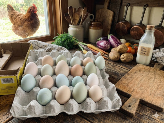 Fertilized Hatching Eggs