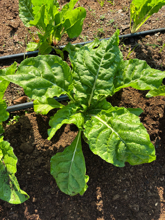 Heavy Spinach Bunch (1.0kg - 1.3kg)
