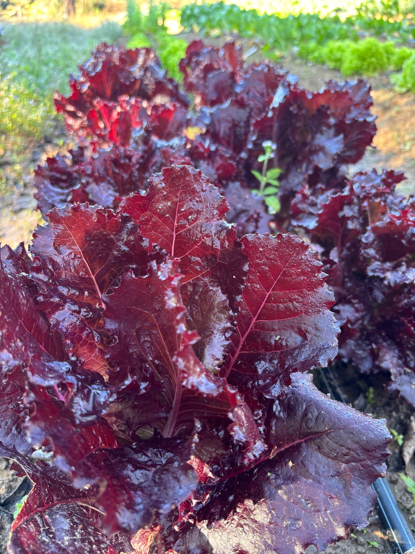 Specialty Boutique Greens (Fresh Harvest)